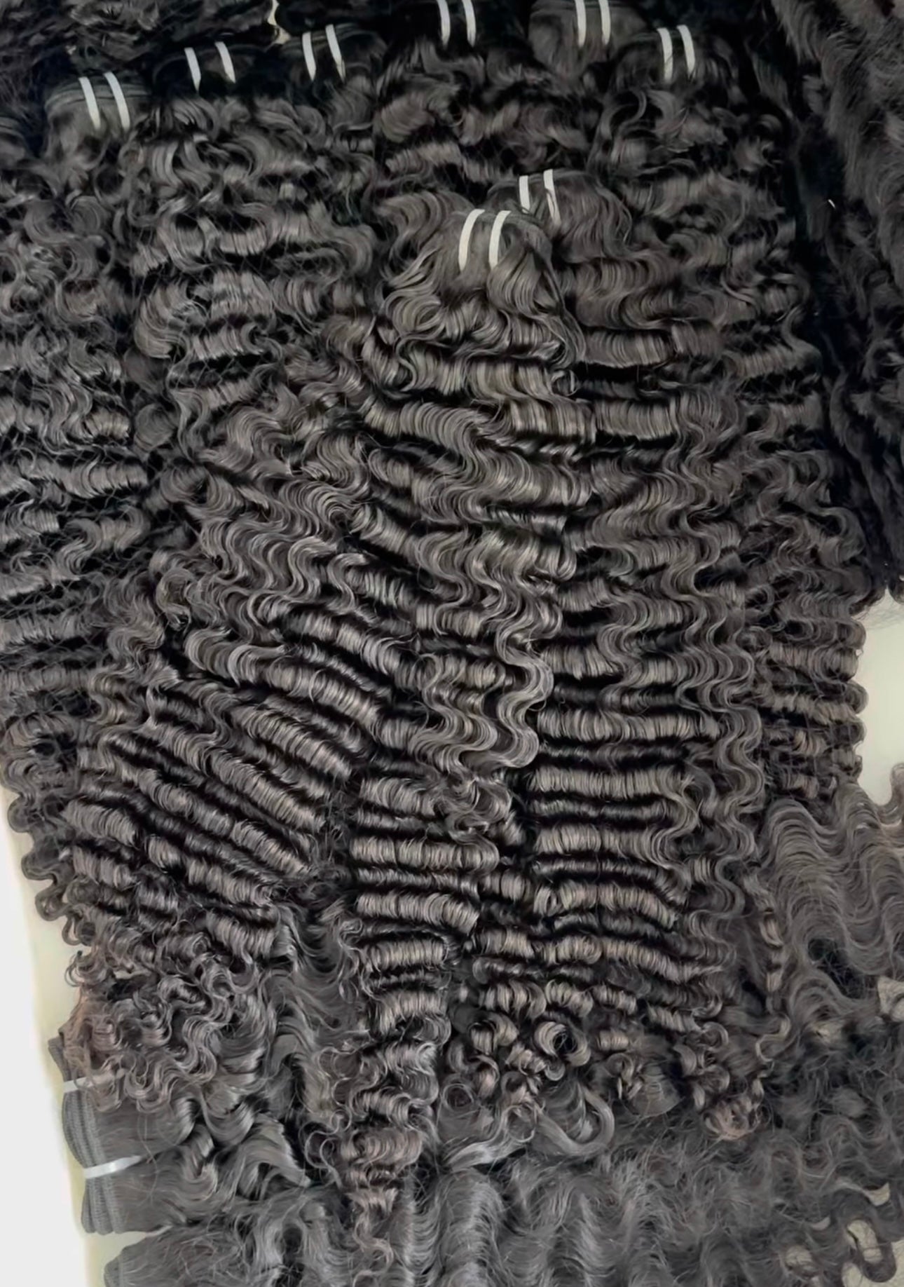 BURMESE CURL BUNDLE